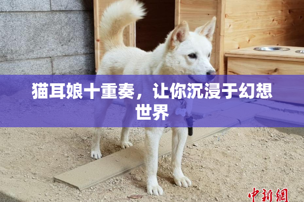 猫耳娘十重奏，让你沉浸于幻想世界