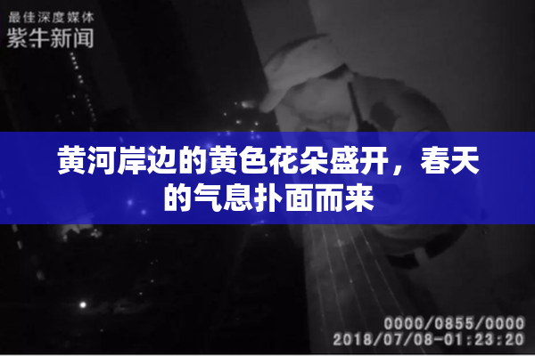 黄河岸边的黄色花朵盛开，春天的气息扑面而来