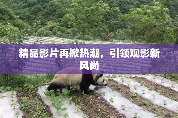 精品影片再掀热潮，引领观影新风尚