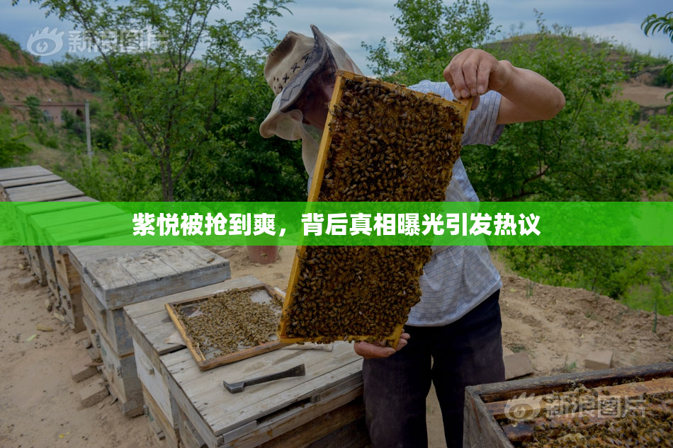 紫悦被抢到爽，背后真相曝光引发热议