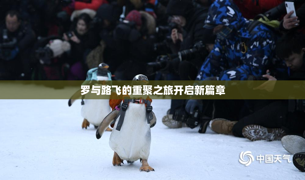 罗与路飞的重聚之旅开启新篇章