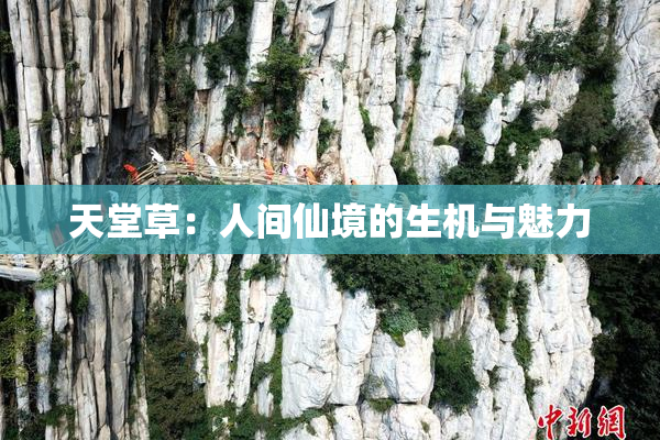 天堂草：人间仙境的生机与魅力