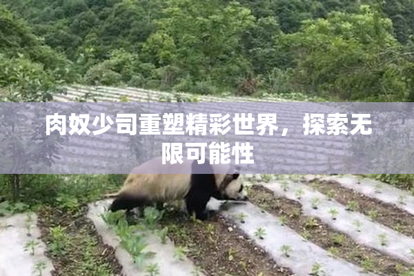 肉奴少司重塑精彩世界，探索无限可能性