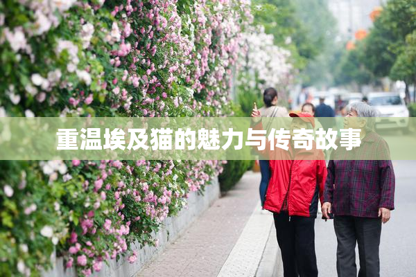 重温埃及猫的魅力与传奇故事