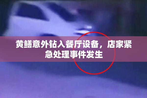 黄鳝意外钻入餐厅设备，店家紧急处理事件发生