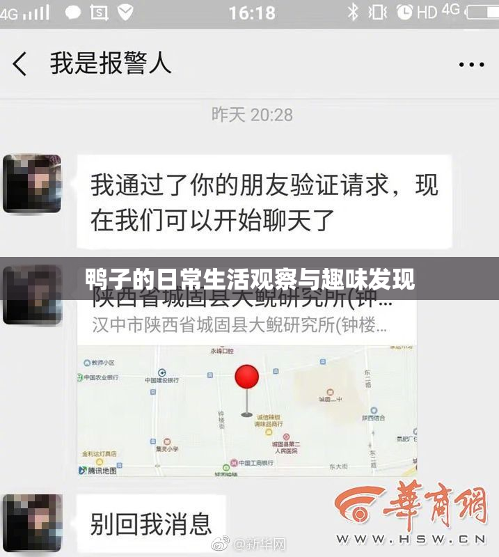 鸭子的日常生活观察与趣味发现