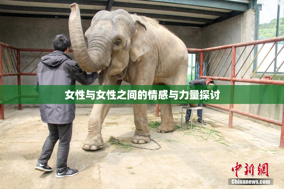 女性与女性之间的情感与力量探讨