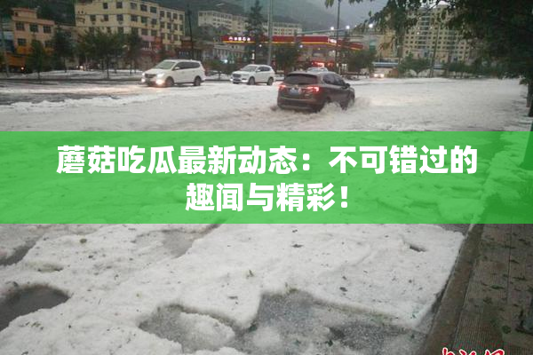 蘑菇吃瓜最新动态：不可错过的趣闻与精彩！