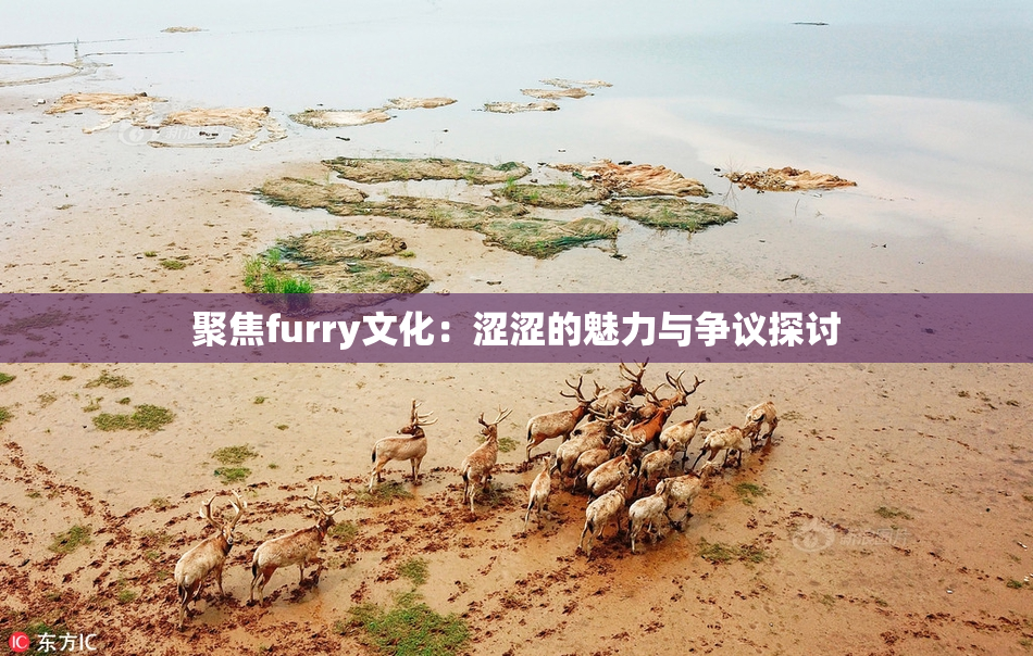聚焦furry文化：涩涩的魅力与争议探讨