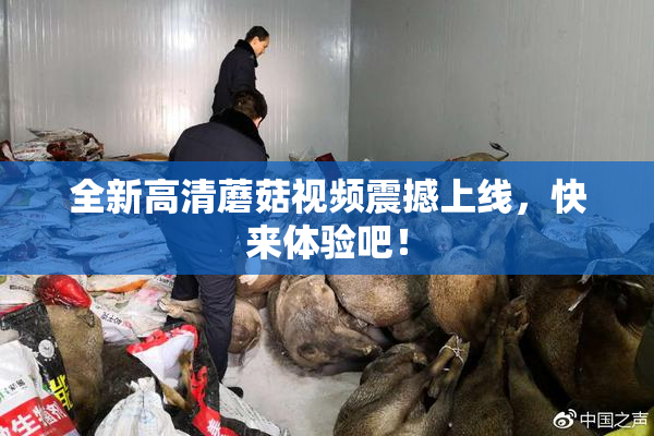 全新高清蘑菇视频震撼上线，快来体验吧！