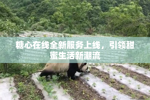 糖心在线全新服务上线，引领甜蜜生活新潮流