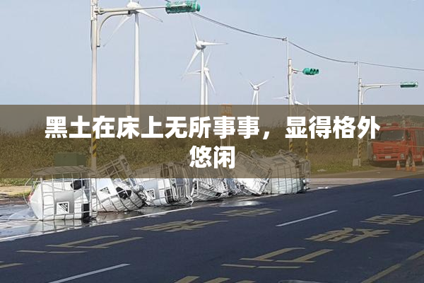 黑土在床上无所事事，显得格外悠闲