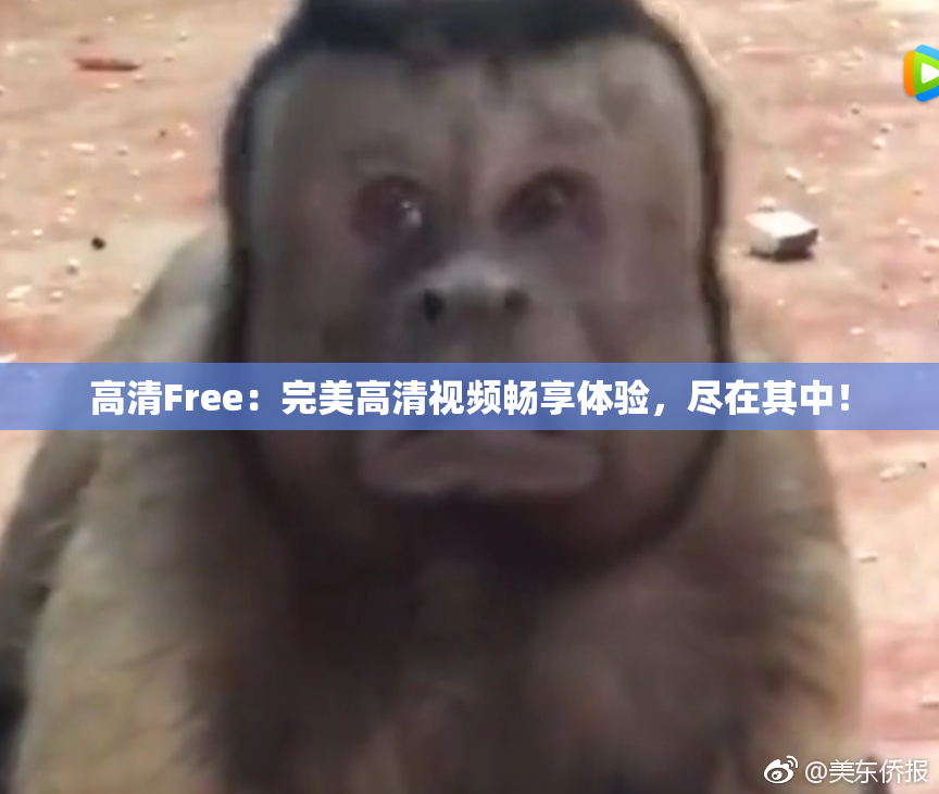 高清Free：完美高清视频畅享体验，尽在其中！