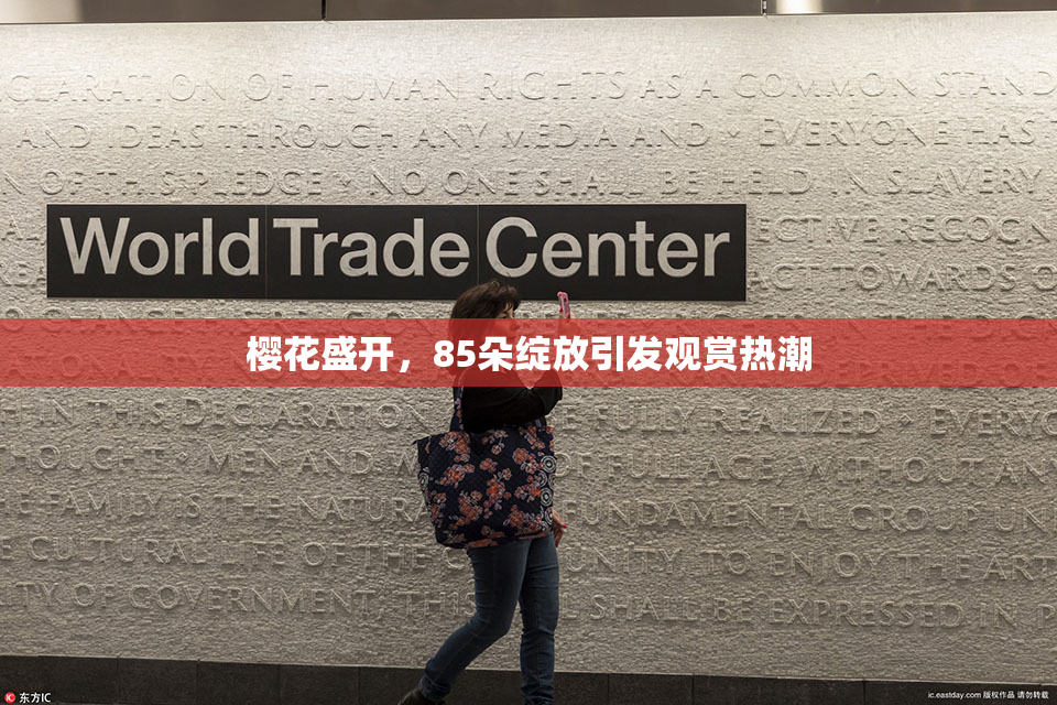樱花盛开，85朵绽放引发观赏热潮