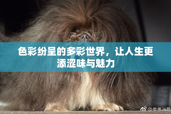 色彩纷呈的多彩世界，让人生更添涩味与魅力