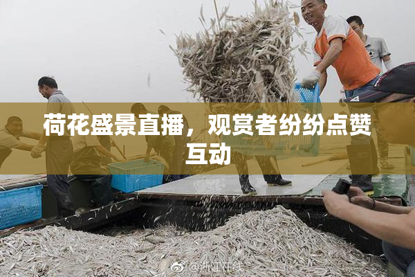 荷花盛景直播，观赏者纷纷点赞互动