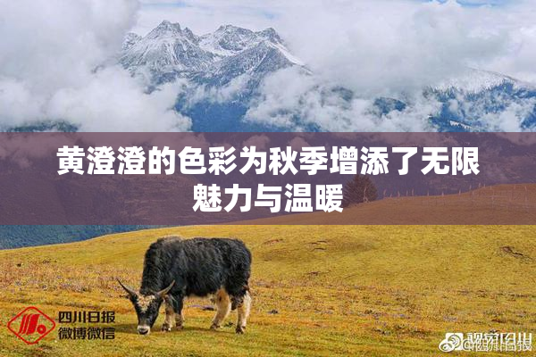 黄澄澄的色彩为秋季增添了无限魅力与温暖