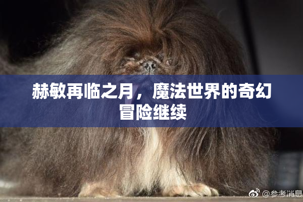 赫敏再临之月，魔法世界的奇幻冒险继续