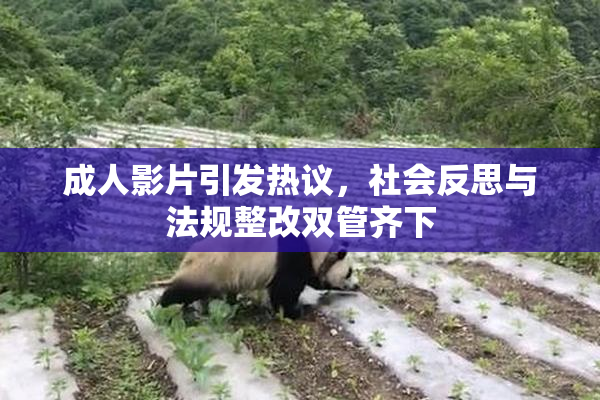 成人影片引发热议，社会反思与法规整改双管齐下