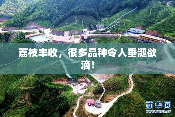 荔枝丰收，很多品种令人垂涎欲滴！