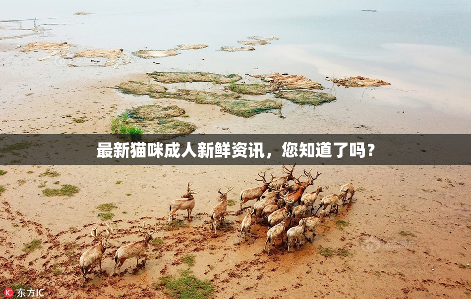 最新猫咪成人新鲜资讯，您知道了吗？