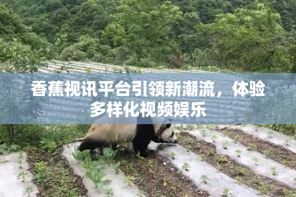 香蕉视讯平台引领新潮流，体验多样化视频娱乐