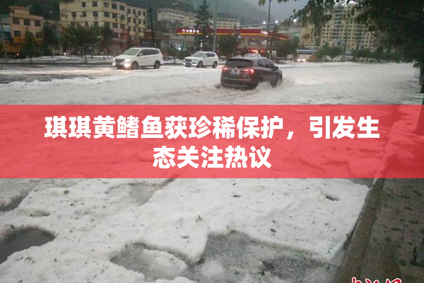 琪琪黄鳍鱼获珍稀保护，引发生态关注热议