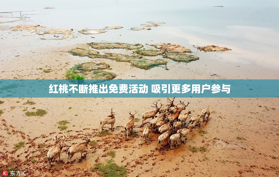 红桃不断推出免费活动 吸引更多用户参与