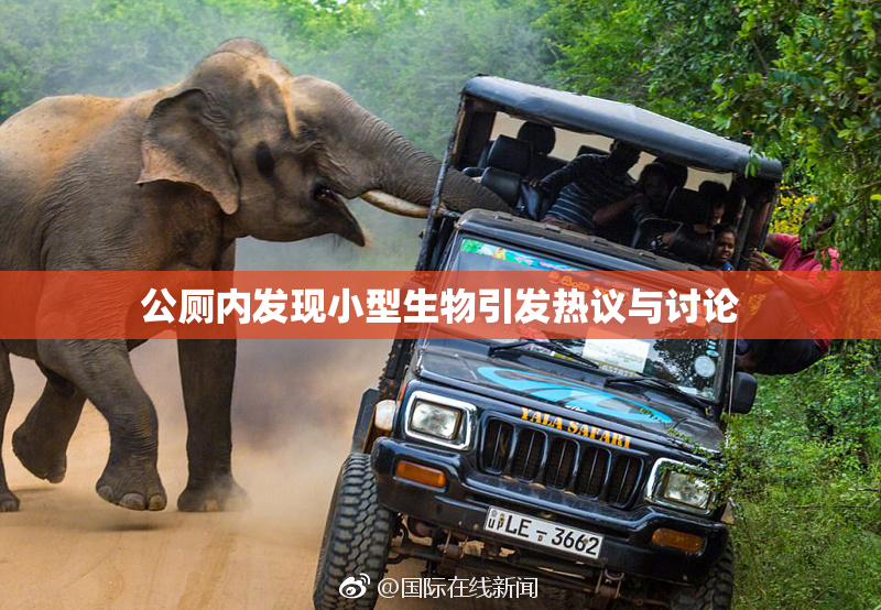 公厕内发现小型生物引发热议与讨论
