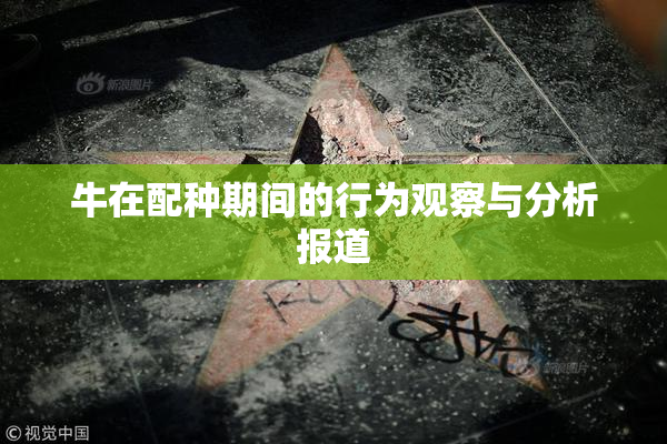 牛在配种期间的行为观察与分析报道