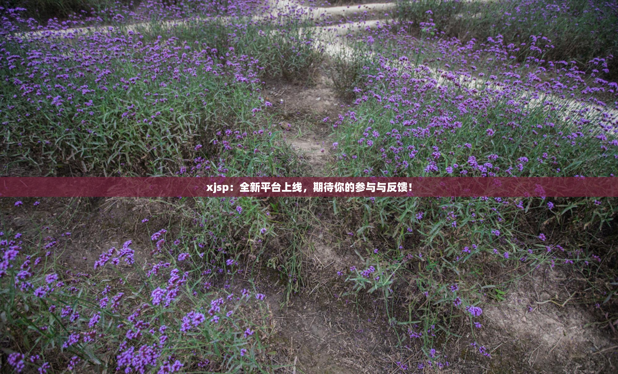 xjsp：全新平台上线，期待你的参与与反馈！