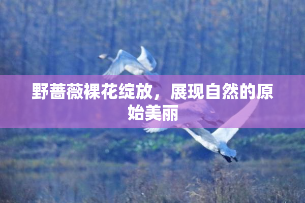 野蔷薇裸花绽放，展现自然的原始美丽