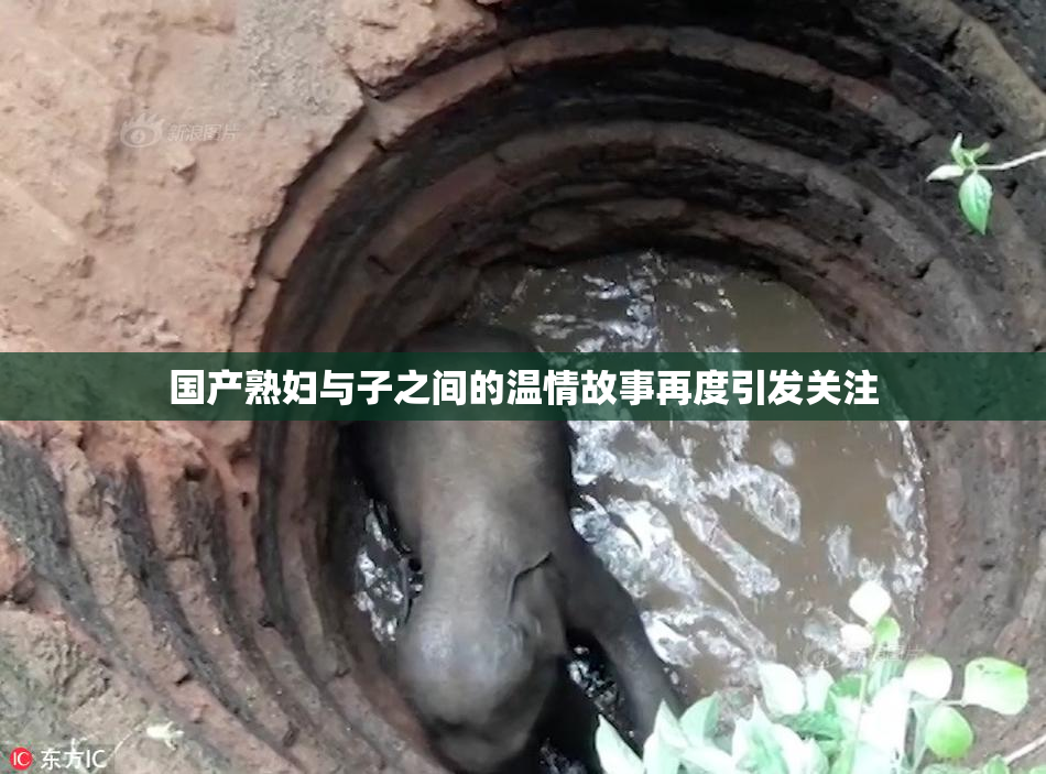 国产熟妇与子之间的温情故事再度引发关注