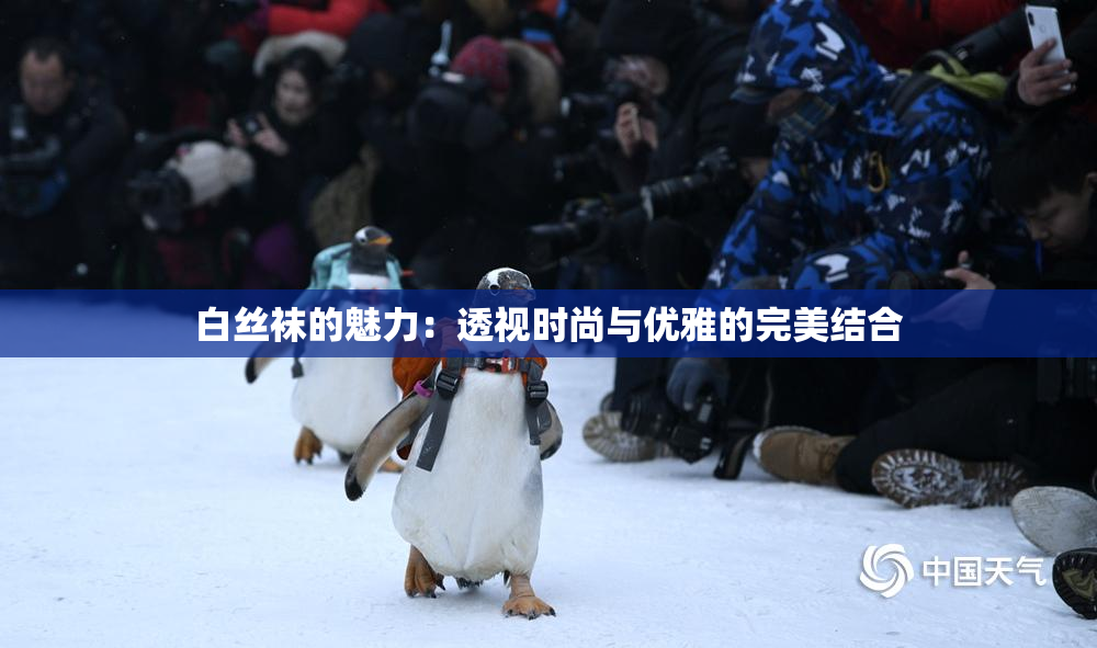 白丝袜的魅力：透视时尚与优雅的完美结合