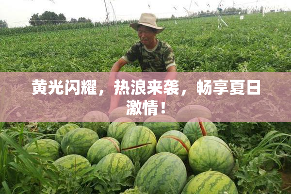 黄光闪耀，热浪来袭，畅享夏日激情！