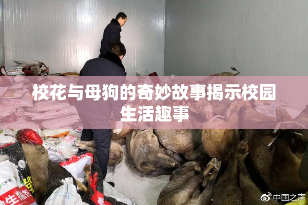 校花与母狗的奇妙故事揭示校园生活趣事