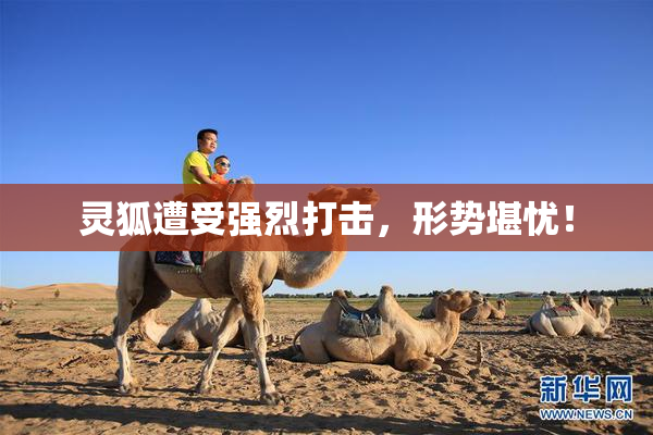 灵狐遭受强烈打击，形势堪忧！