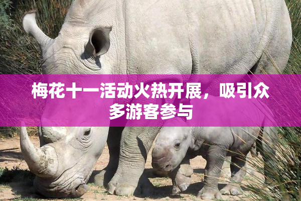 梅花十一活动火热开展，吸引众多游客参与