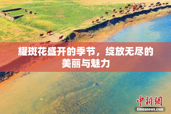耀斑花盛开的季节，绽放无尽的美丽与魅力
