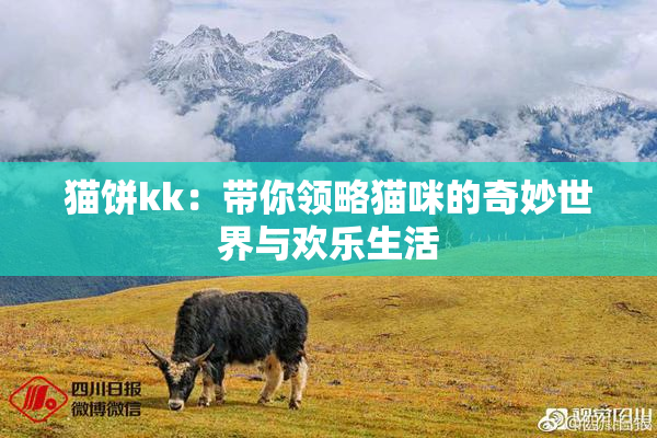 猫饼kk：带你领略猫咪的奇妙世界与欢乐生活