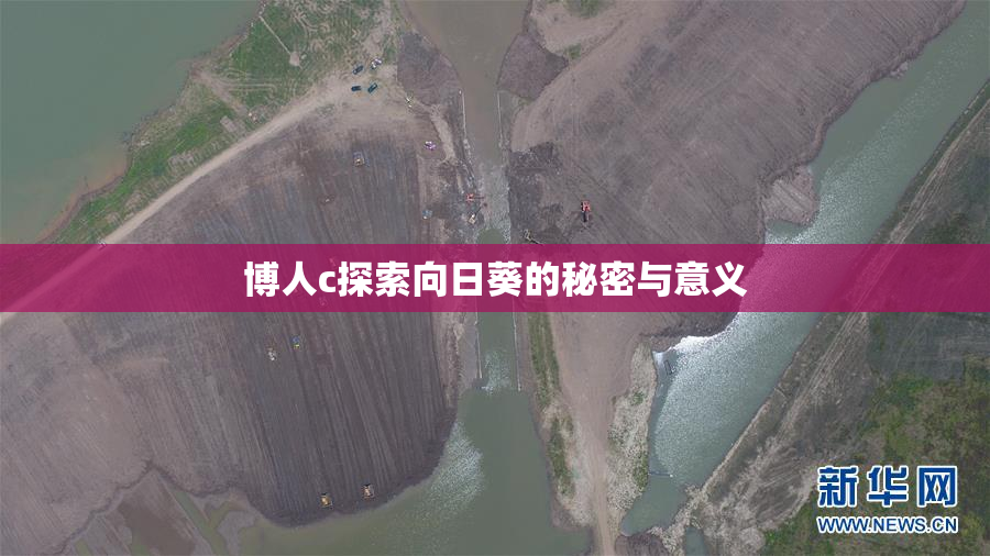博人c探索向日葵的秘密与意义