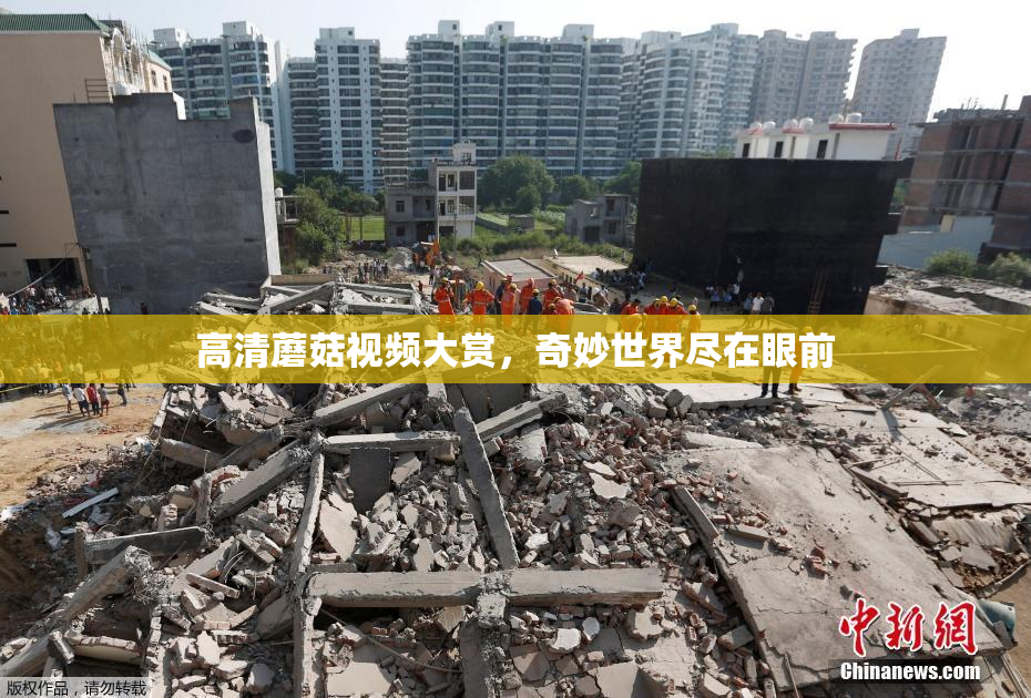 高清蘑菇视频大赏，奇妙世界尽在眼前