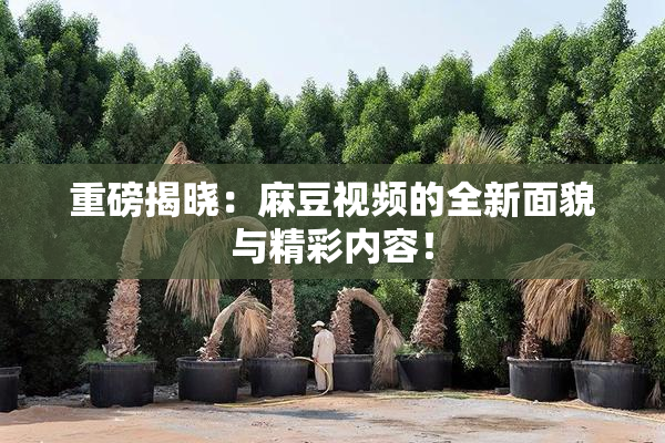 重磅揭晓：麻豆视频的全新面貌与精彩内容！