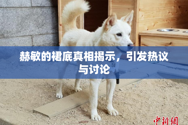 赫敏的裙底真相揭示，引发热议与讨论