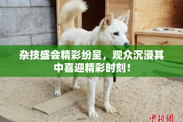 杂技盛会精彩纷呈，观众沉浸其中喜迎精彩时刻！