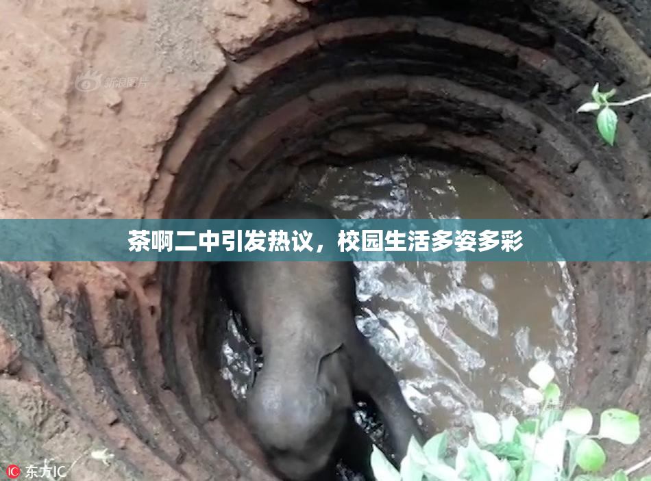 茶啊二中引发热议，校园生活多姿多彩
