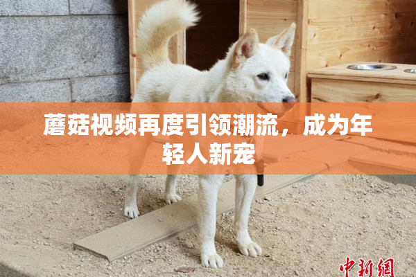蘑菇视频再度引领潮流，成为年轻人新宠