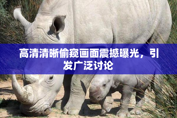 高清清晰偷窥画面震撼曝光，引发广泛讨论