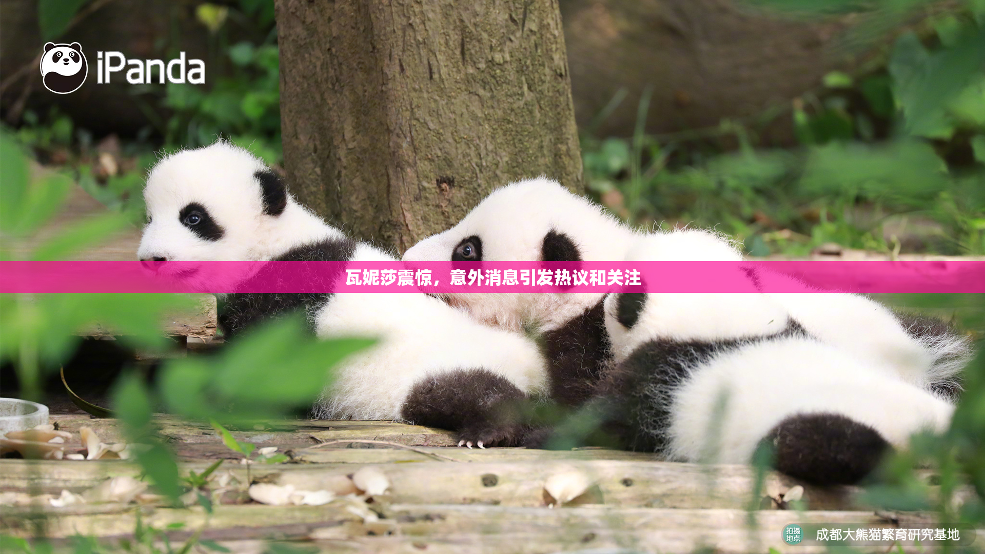 瓦妮莎震惊，意外消息引发热议和关注