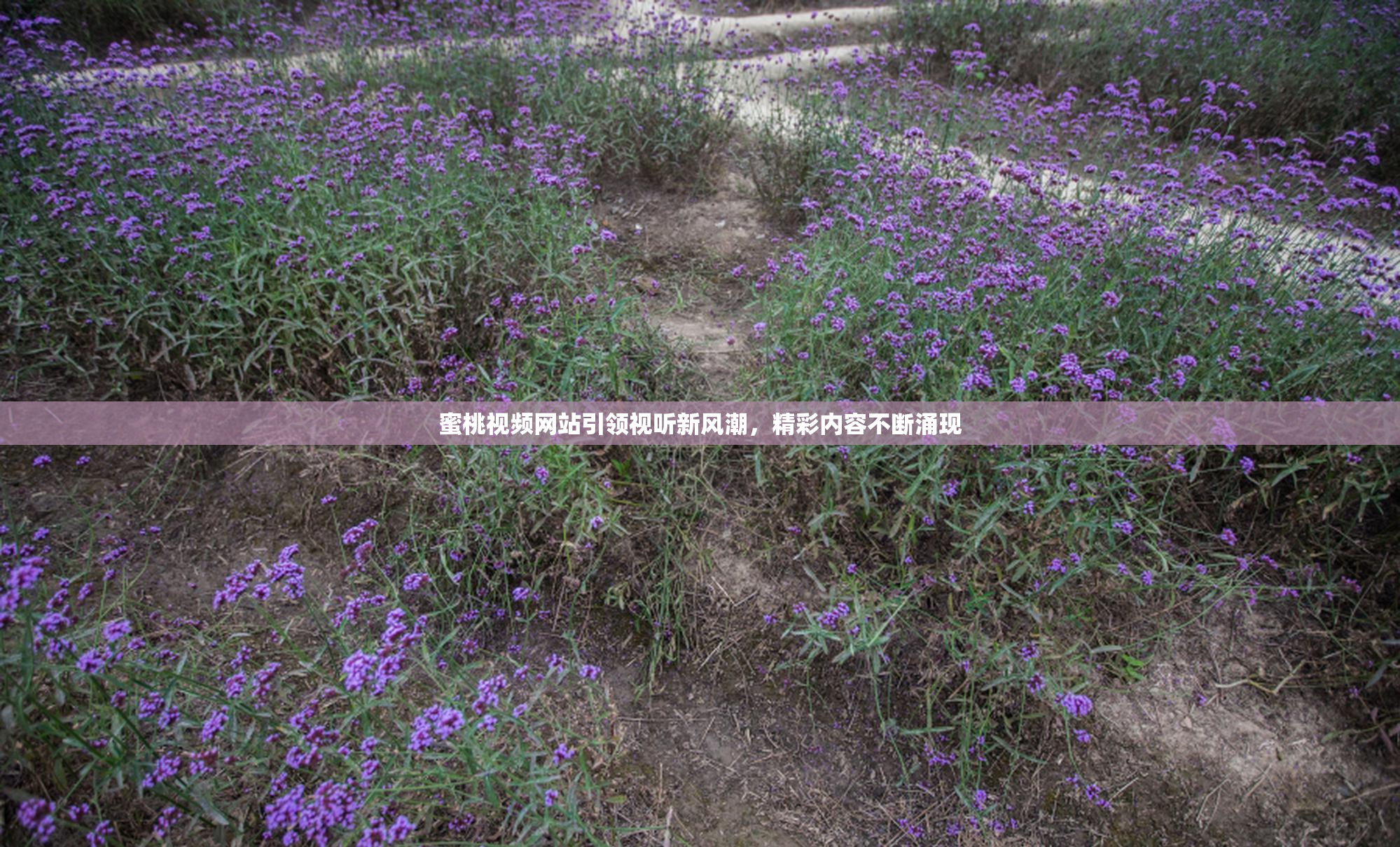 蜜桃视频网站引领视听新风潮，精彩内容不断涌现